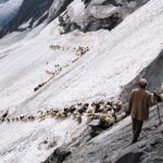 sheep folk at chobia pass(bharmour area)