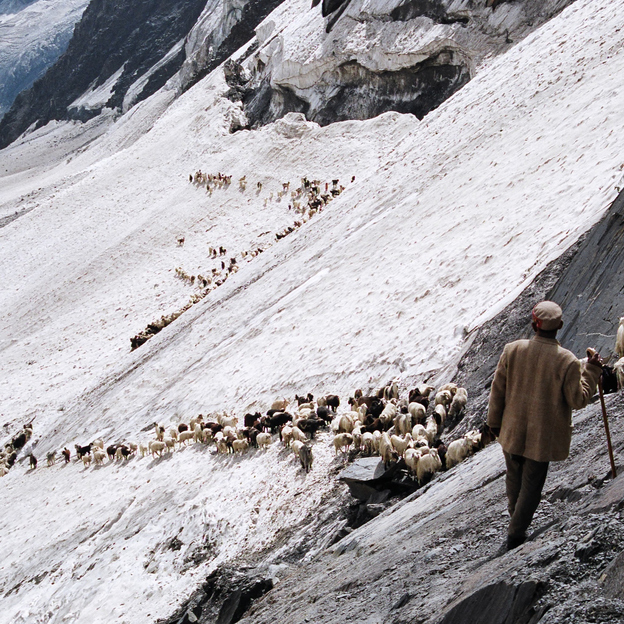 sheep folk at chobia pass(bharmour area)