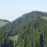 forests of jalori inrahi films
