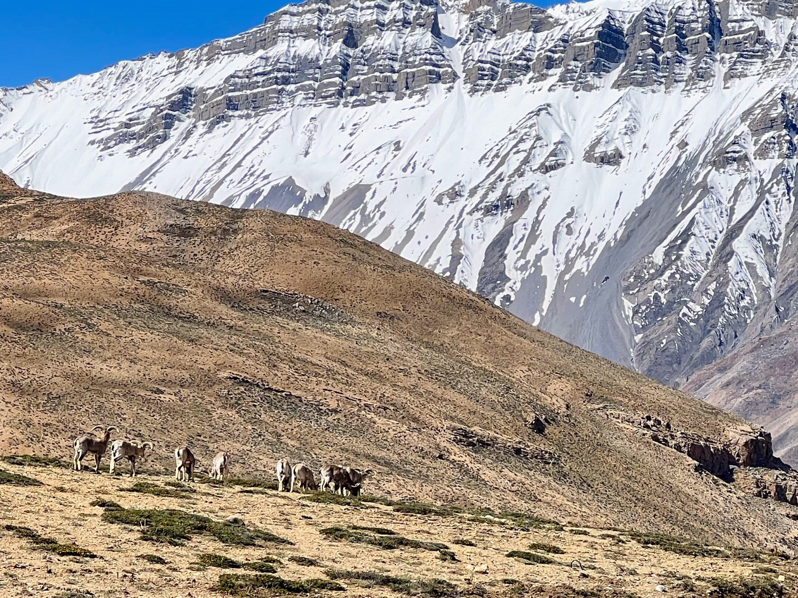ibex grazing in spiti valley