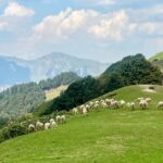 jalori top sheep inrahi films
