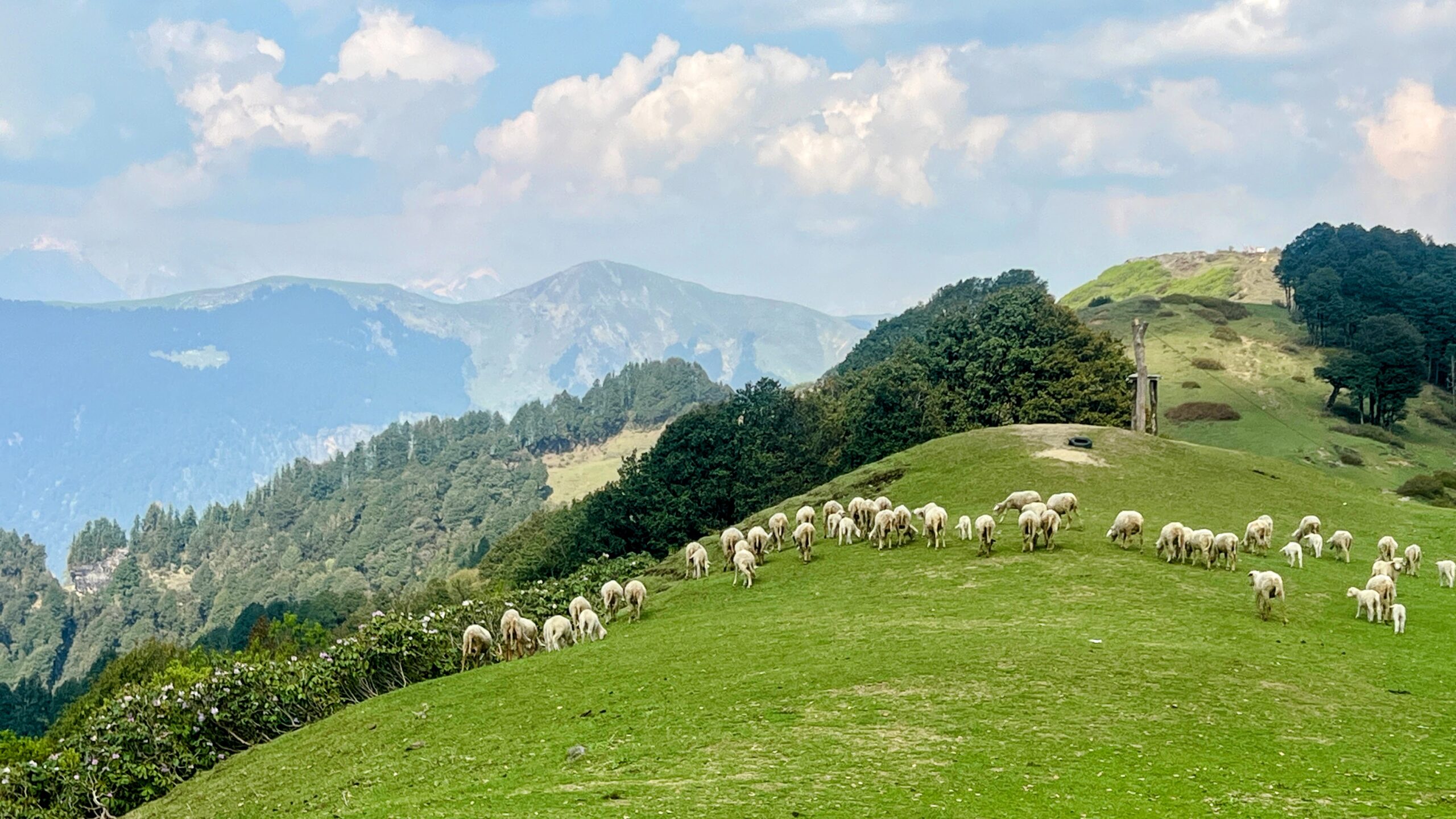 jalori top sheep inrahi films