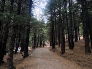 khanag surreal forest