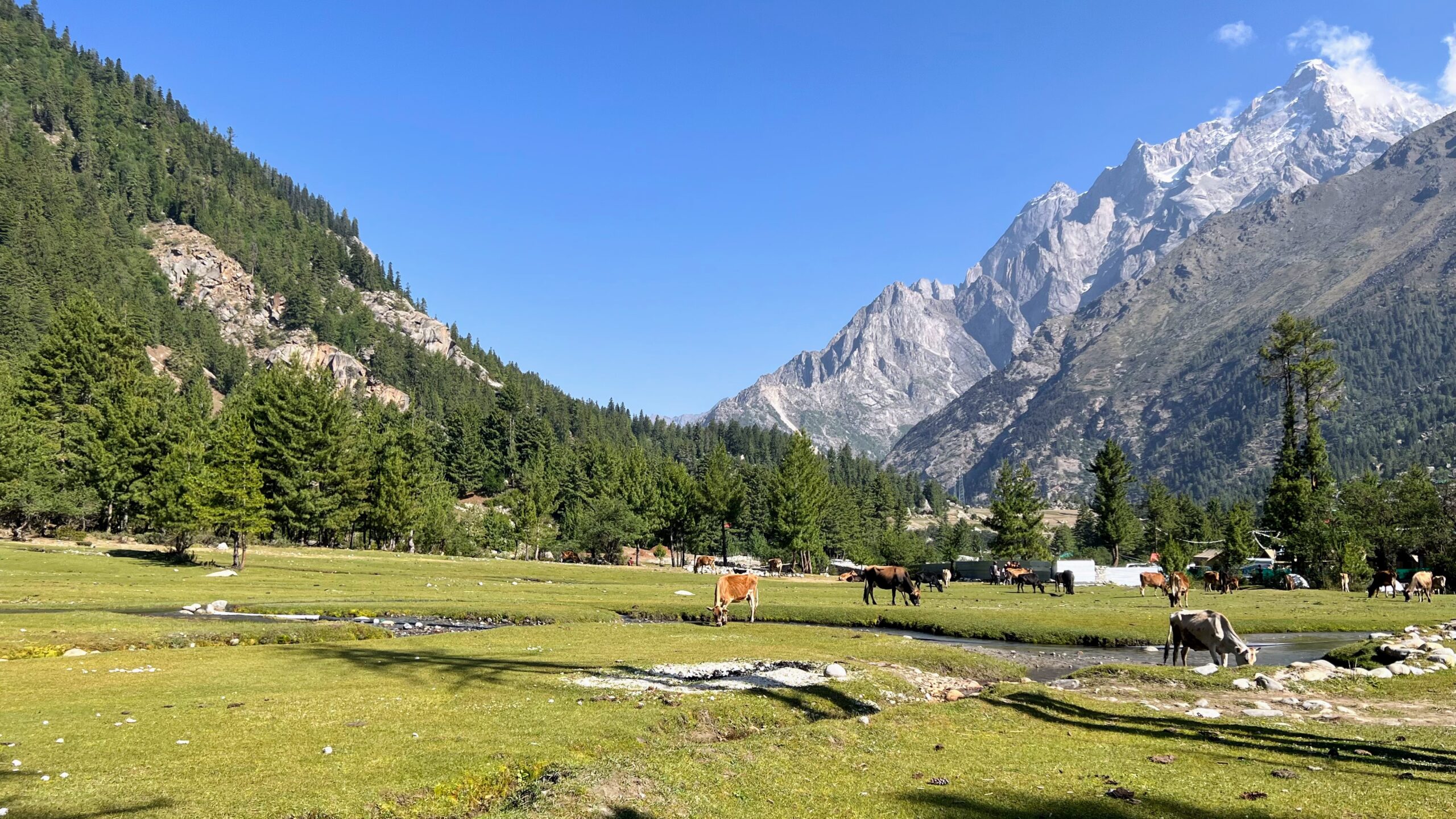 rackcham meadows in summer sangla valley kinnaur corridor