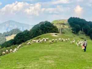 shepherds at jalori pass