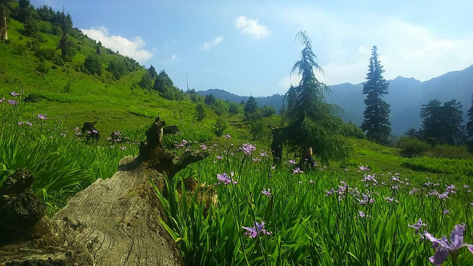 shoja hikes inrahi films