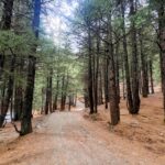 surreal forest khanag inrahi films