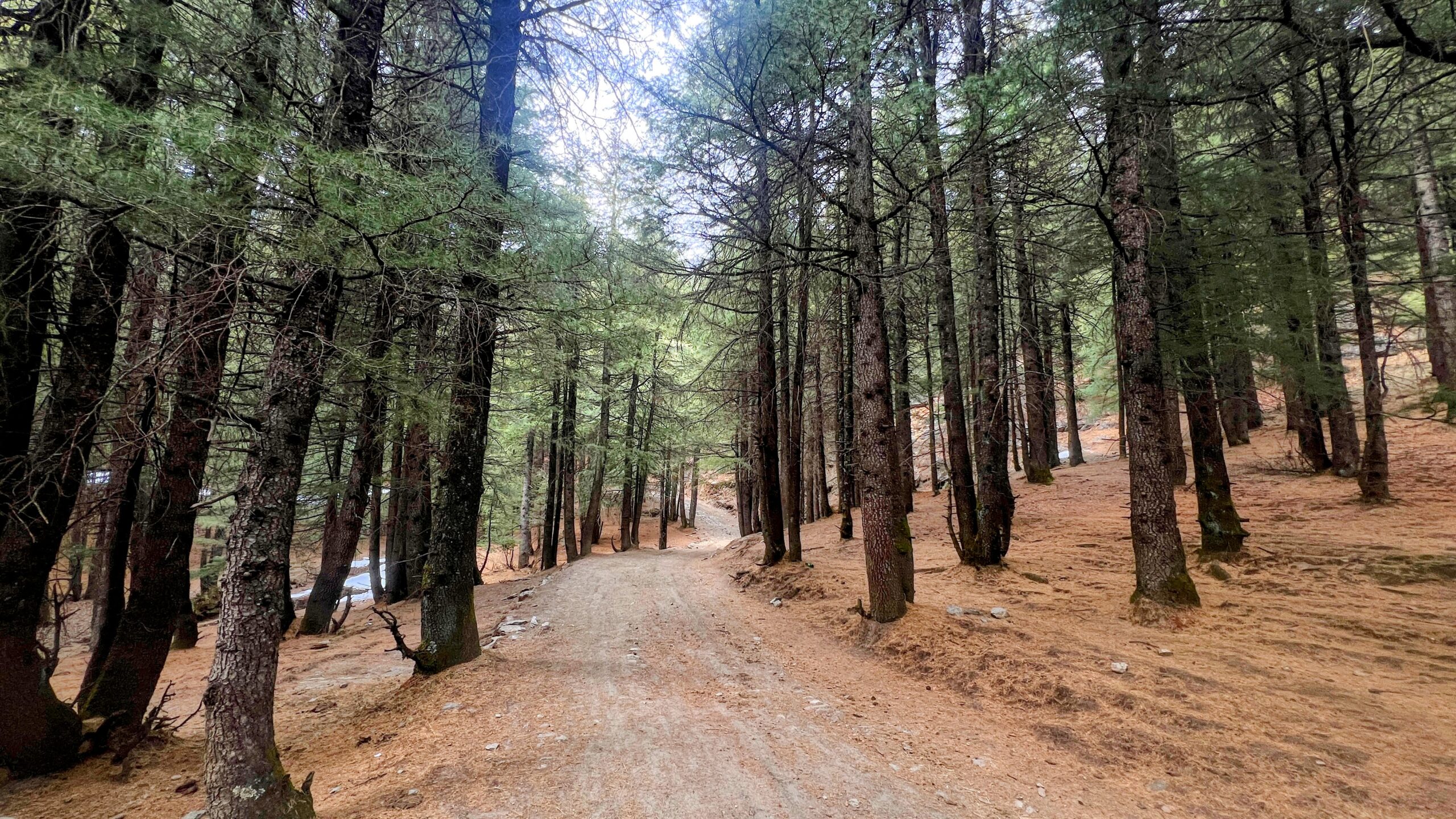 surreal forest khanag inrahi films